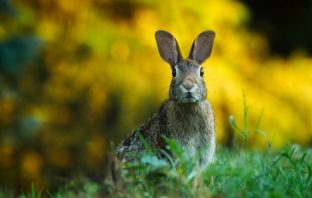 Using rabbits as sustainable food