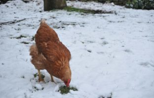 Keep your chickens alive during the winter cold