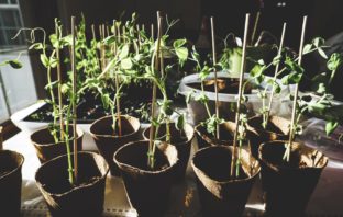 How to start this year's seedling crop